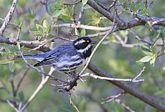 Black-throated Gray Warbler